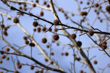50 AMERICAN SWEETGUM Liquidambar Styraciflua Storax Alligator Sweet Gum Tree Seeds - Great Fall Color! Red Yellow Orange Purple